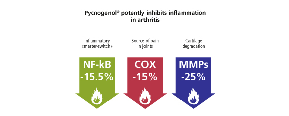 Pycnogenol potently inhibits inflammation in arthritis