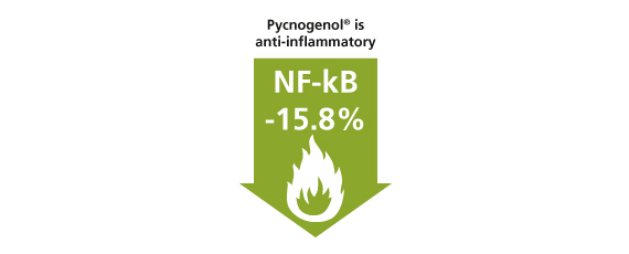 Pycnogenol is anti-inflammatory
